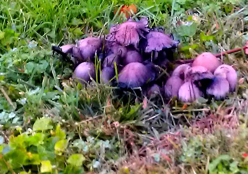 food nature mushroom landscape salad village purple fungi smurf poisonous