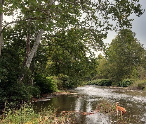 cocoabiscuit iphone norwich chenango rural stream creek dog landscape