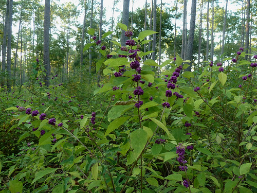 berry purple birdsong september beautyberry