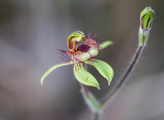 Dancing Orchid or Bee Orchid