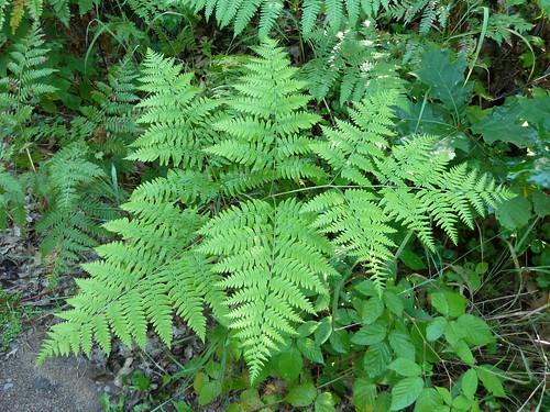 plant fern green nature wisconsin foliage lacduflambeau coth minoqua bej abigfave