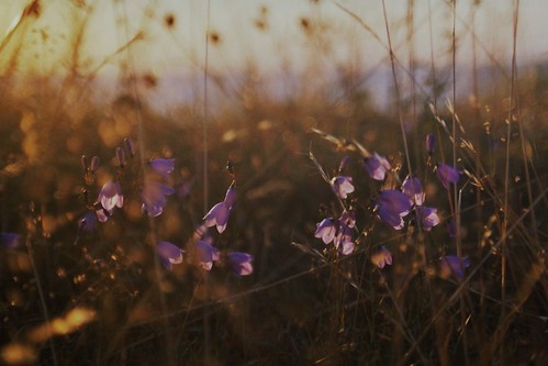 life flowers sunset sea slr film analog sweden baltic gras sverige ostsee öland bellflowers glockenblumen