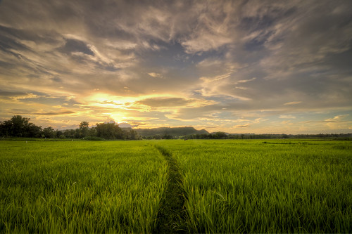 sunset landscape ricefield tarlac bamban tokina1116