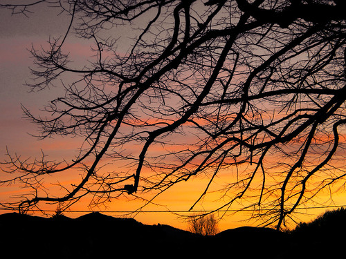 sunset red tree landscape twilight