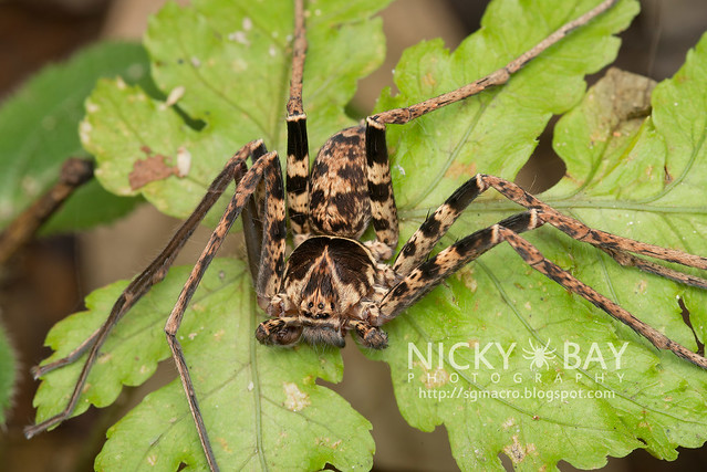 Huntsman Spider (Sparassidae) - DSC_2745