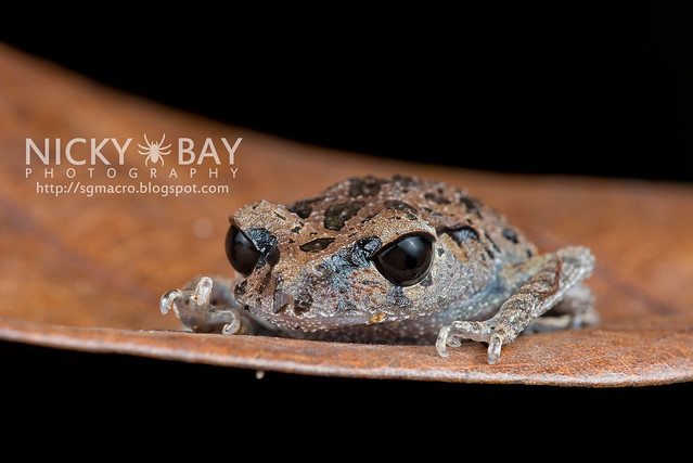 Black-eyed Litter Frog (Leptobrachium nigrops) - DSC_1468