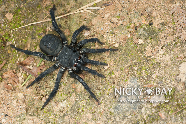 Black Armoured Trapdoor Spider (Liphistius malayanus) - DSC_6206