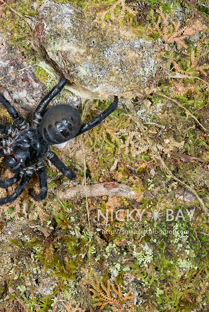 Black Armoured Trapdoor Spider (Liphistius malayanus) - DSC_5422