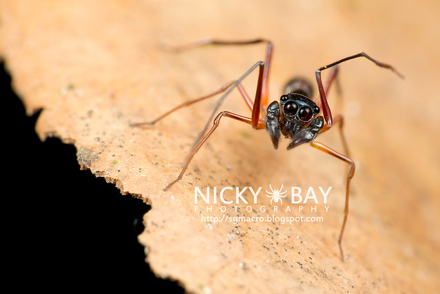 Kerrengga Ant-Like Jumper (Myrmarachne plataleoides) - DSC_8546