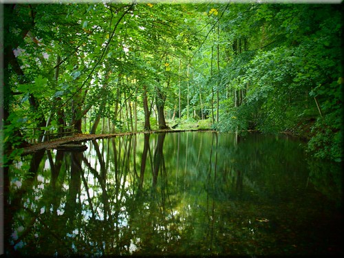 autumn trees water mirror pond wasser olympus bäume spiegelungen malente e620 spiegelteich reflectionsherbst