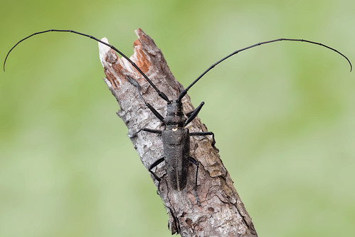 macro insetti coleoptera sartor monochamus