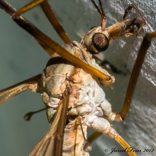 macro bug insect cranefly d800 diptera tipula tipulidae sewerdoc ©jaredfein