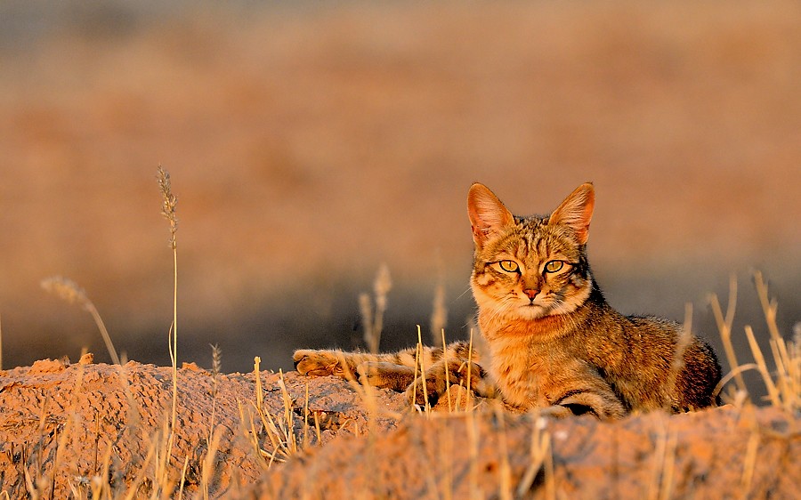 South Africa, African wild cat