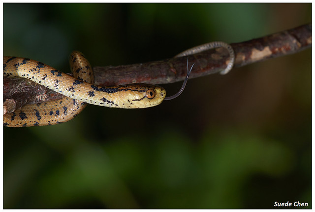 臺灣鈍頭蛇 Pareas formosensis (Van Denburgh, 1909)