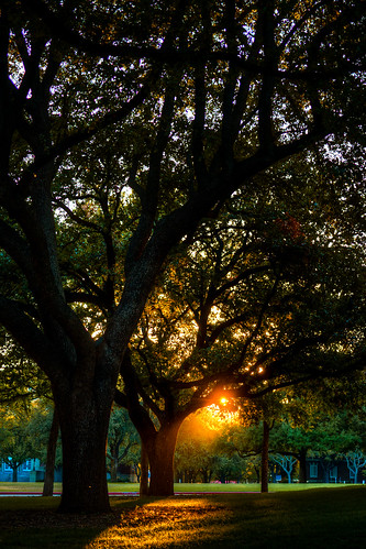 trees sunset usa dallas university texas exterior quad smu hdr universitypark 2012 lightroom southernmethodistuniversity 3xp photomatix tonemapped canoneos30d 2ev tthdr realistichdr detailsenhancer exif:focal_length=40mm campusbeauty exif:iso_speed=320 geo:state=texas geo:city=dallas geo:countrys=usa exif:model=canoneos30d camera:model=canoneos30d ©ianaberle exif:aperture=ƒ28 exif:lens=400mm canonef40mmf28 geo:lon=9678361 geo:lat=3284467