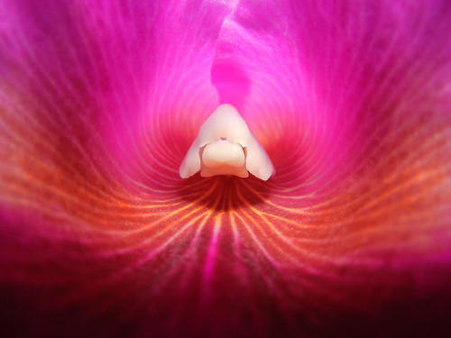 park pink white orchid flower macro purple indianapolis indiana conservatory garfieldpark 2012 orchidshow project52