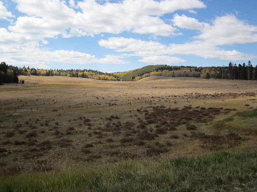 carsonnationalforestnewmexico