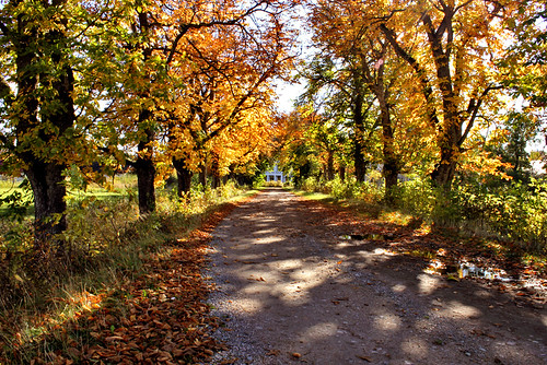 road autumn trees tree fall nature leaves yellow canon leaf sweden sunny 1855mm 1855 midday arboga 550d timlindstedt jädersbruk