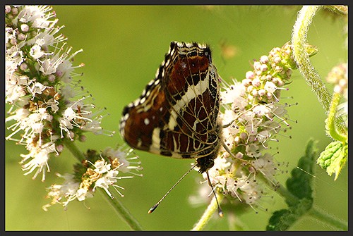 insectes papillons araschnialevana faune
