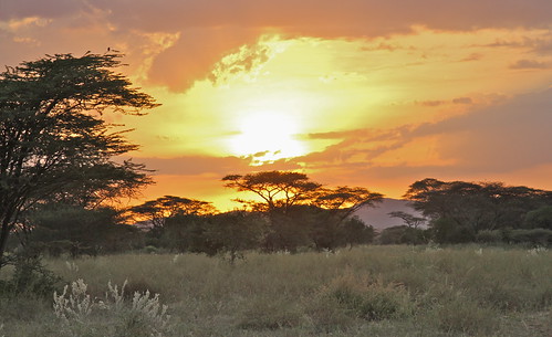 africa tree sunrise omovalley acacia eastafrica snnpr southernnationsnationalitiesandpeoplesregion