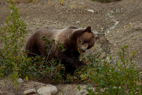 animals wildlife bears yukon grizzlybears yukonterritory hainesroad