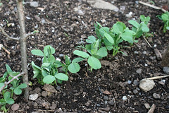 september pea sprouts 021