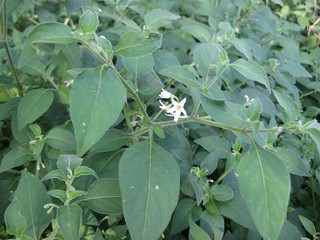 velvet nightshade (Solanum chenopodioides)