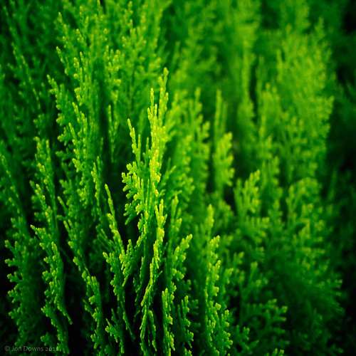 abstract black color colour green art digital garden downs lumix photography photo jon flickr artist photographer image picture pic panasonic devon photograph gf5 jondowns wilsham