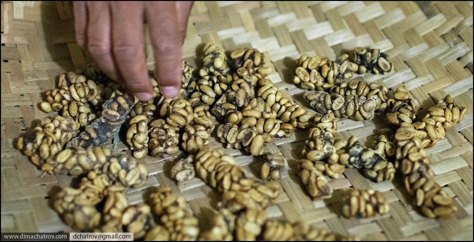 Как производят кофе из помета мангуста