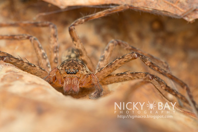 Huntsman Spider (Sparassidae) - DSC_5882