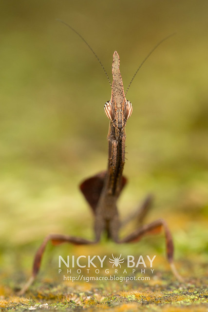 Bark Horned Mantis nymph (Ceratocrania macra) - DSC_6620