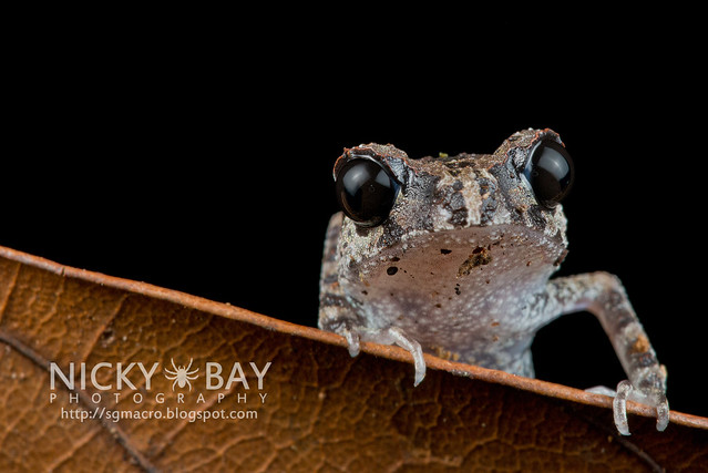 Black-eyed Litter Frog (Leptobrachium nigrops) - DSC_8596