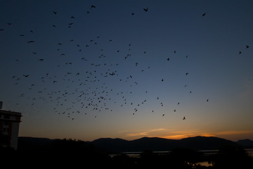 silhouette sunrise pigeons jaipur trident mansinghlake