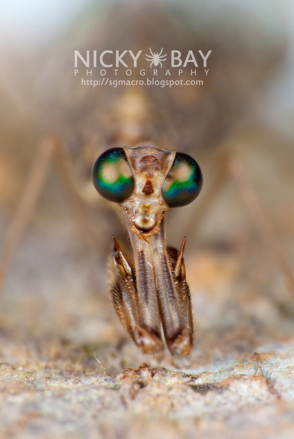 Mantidfly (Mantispidae) - DSC_4204