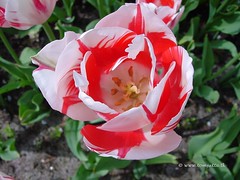 Dutch Tulip, Keukenhof Gardens, Netherlands - 3953