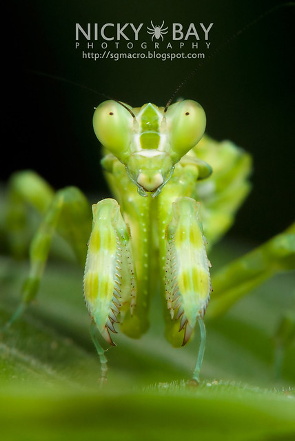 Banded Flower Mantis (Theopropus elegans) - DSC_3576