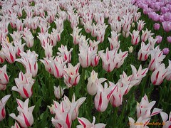 Dutch Tulips, Keukenhof Gardens, Holland - 3954