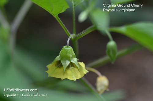 Virginia Groundcherry, Ground Cherry, Lanceleaf Groundcherry, Hog Plum, Husk Tomato - Physalis virginiana