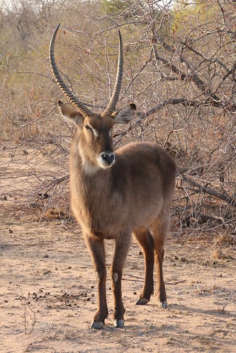 africa antelope fauna southernafrica southafrica