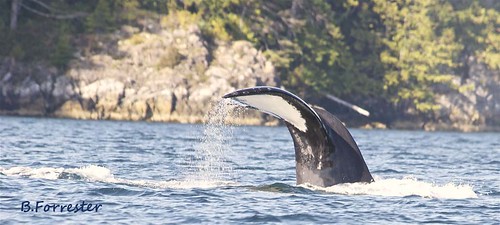 raw whale goldriver nootkasound humpedback