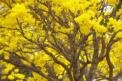 Serie com o Ipe-amarelo em Brasilia, Brasil - Series with the Trumpet tree, Golden Trumpet Tree, Pau D'arco or Tabebuia in Brasilia, Brazil - 13-09-2012 - IMG_5264