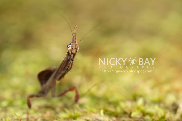 Bark Horned Mantis nymph (Ceratocrania macra) - DSC_6627