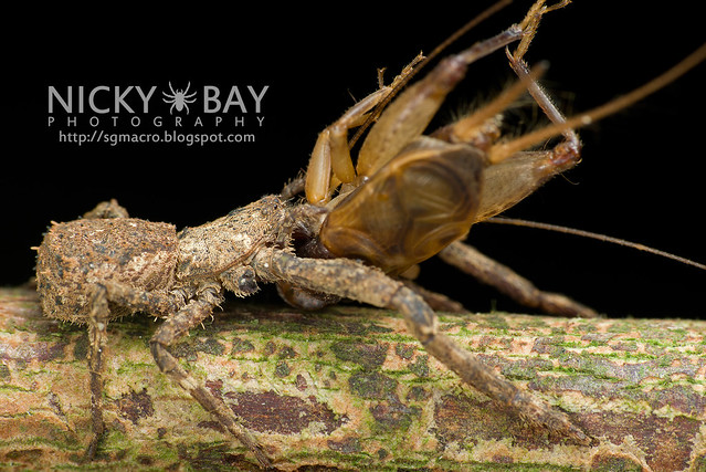 Crab Spider (Thomisidae) - DSC_7308