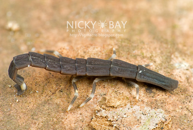 Firefly larva (Lampyridae) - DSC_6656