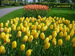 Dutch Tulips, Keukenhof Gardens, Holland - 3978
