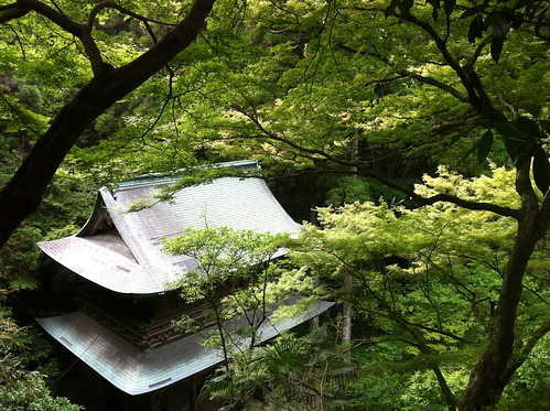 summer tree green leaves japan landscape temple japanese leaf momiji trunk kyushu
