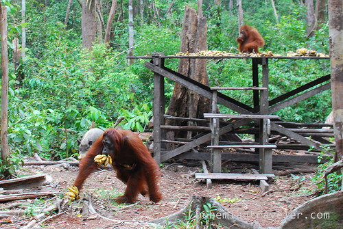 orangutan at Tanjung Putting National Park Indonesia (14)
