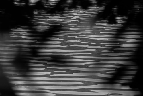 abstract water reflections maple blackandwhitephotography countryclubpond