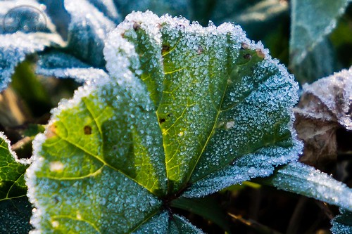 autumn white plant cold green fall nature beauty backlight landscape morninglight frozen leaf flickr frost hoarfrost sunny facebook crystalline creepingcharlie