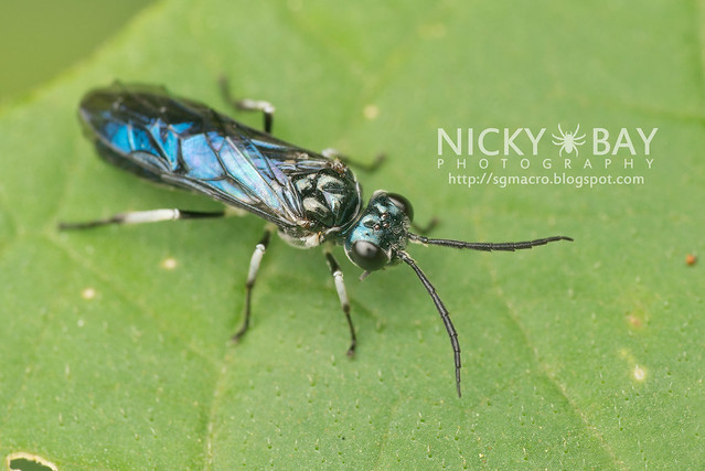 Sawfly (Tenthredinidae) - DSC_5695